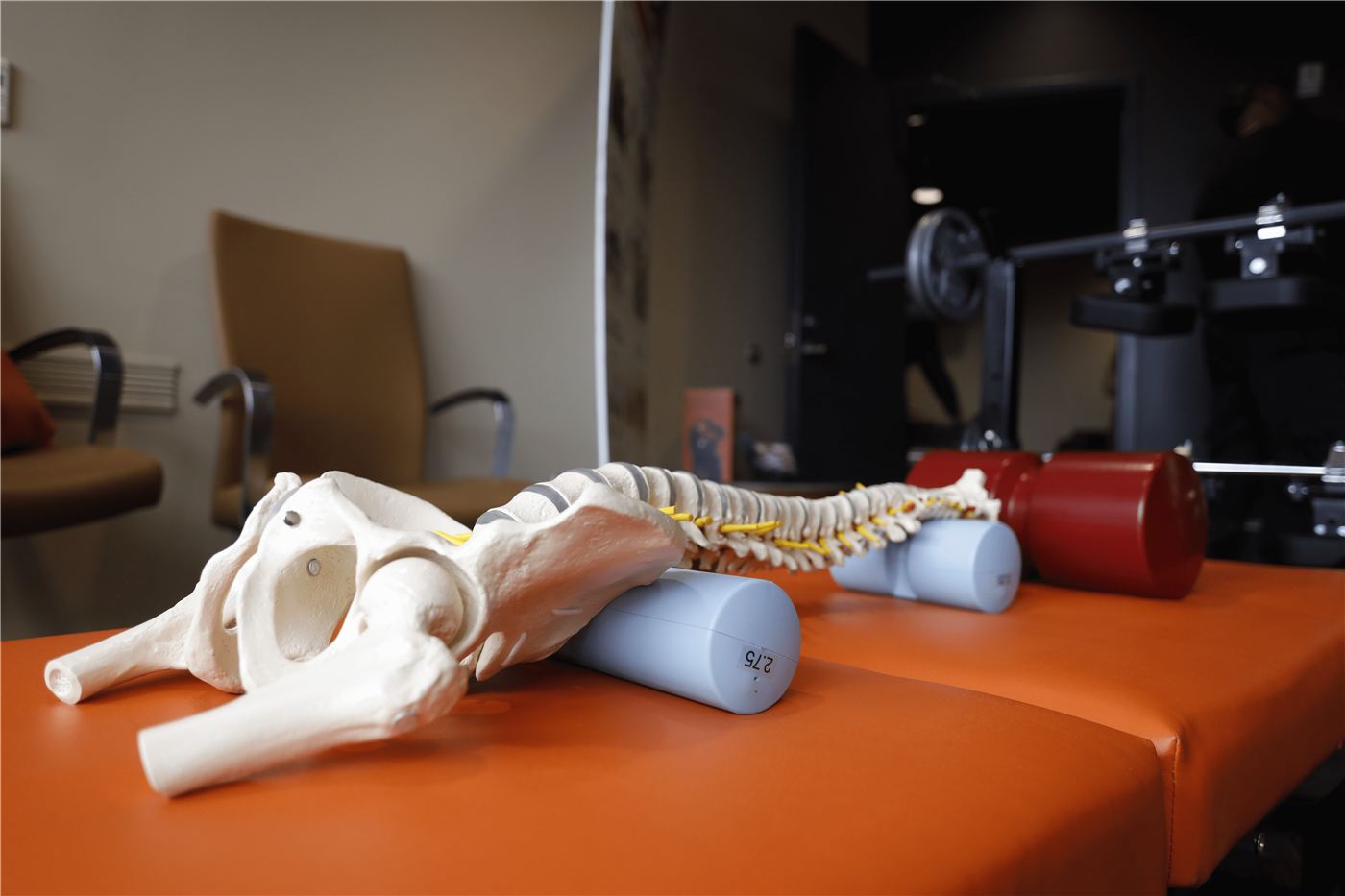 Spine model resting over Neck and Back Shaper foam rolls showing different diameters